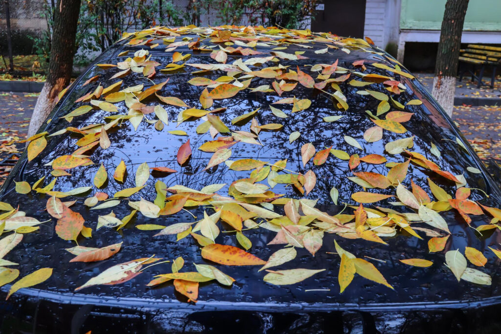 tree-sap-on-cars